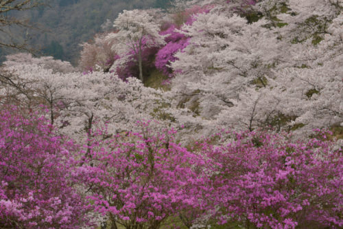 吉備路の春の花旅　備中国分寺と津山城跡の桜を撮る
