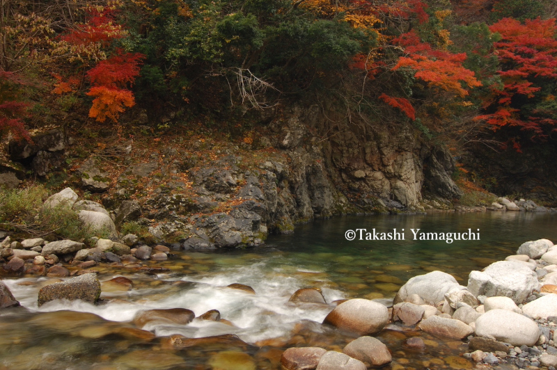 河口湖を彩るラベンダーと富士樹海の原始林を撮る