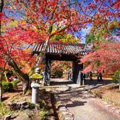秋月城跡