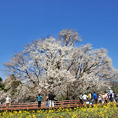 一心行の大桜