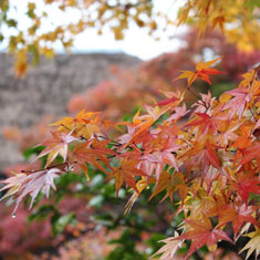 紅葉の心田庵