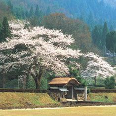 一乗谷朝倉遺跡（福井県)