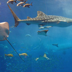 沖縄美ら海水族館