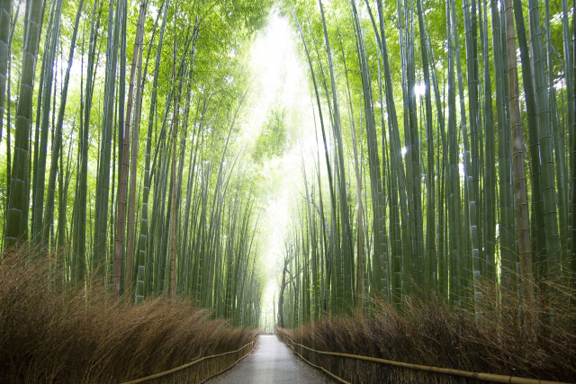 嵐山・竹林の小径