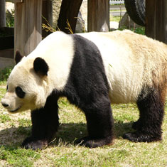 上海動物園